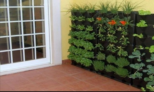 Promueven cultivo de frutas y verduras en paredes de viviendas