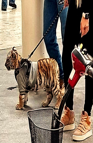 Mujer pasea con cachorro de tigre en plaza Antara de la Ciudad de México