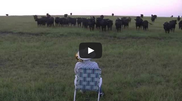 VIDEO: Granjero reúne a sus vacas tocando el trombón