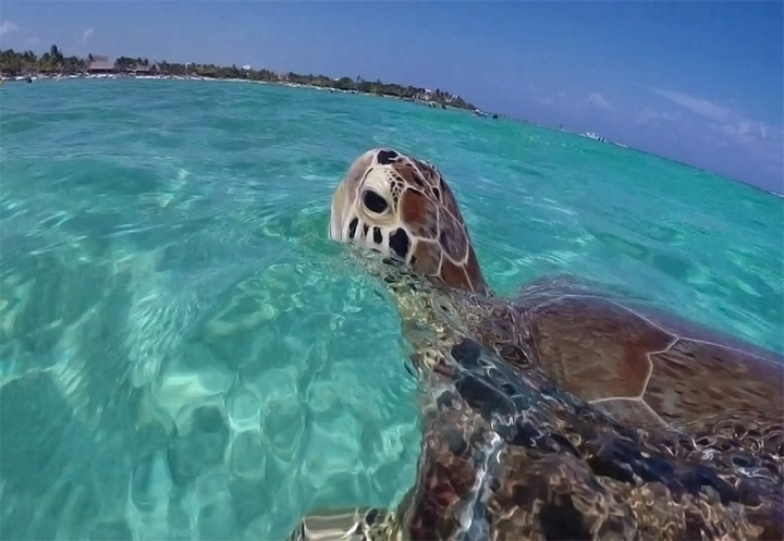Akumal, el reino de las tortugas en la Rivera Maya