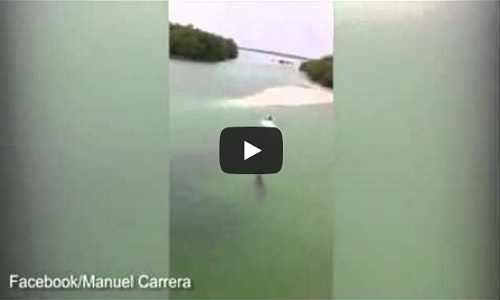 VIDEO: Cocodrilo persiguió a joven turista en Quintana Roo