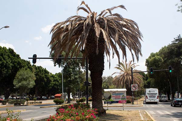 Palmeras de Analco, El Alto, 5 de Mayo y Avenida Juárez, con plagas y hongos