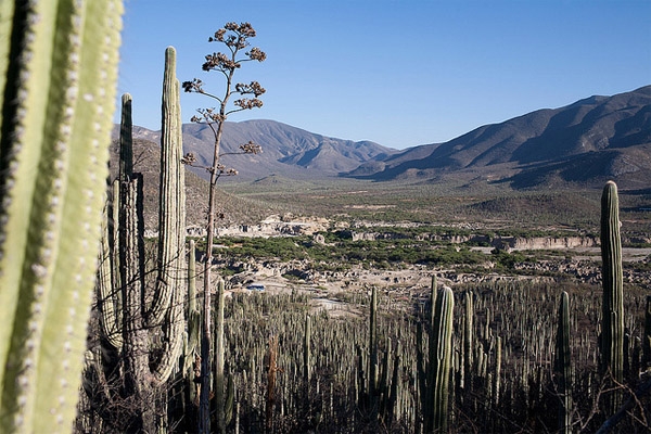 Reserva Tehuacán-Cuicatlán podría añadirse al Patrimonio de la Humanidad