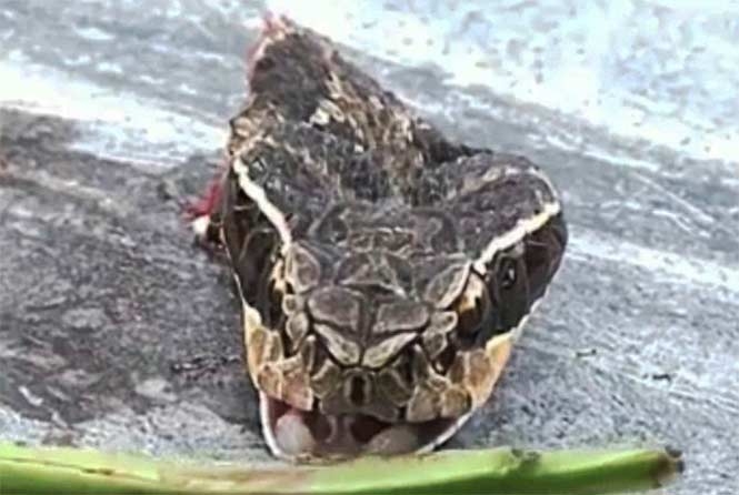 VIDEO: Cobra mató a cocinero que la decapitó en China