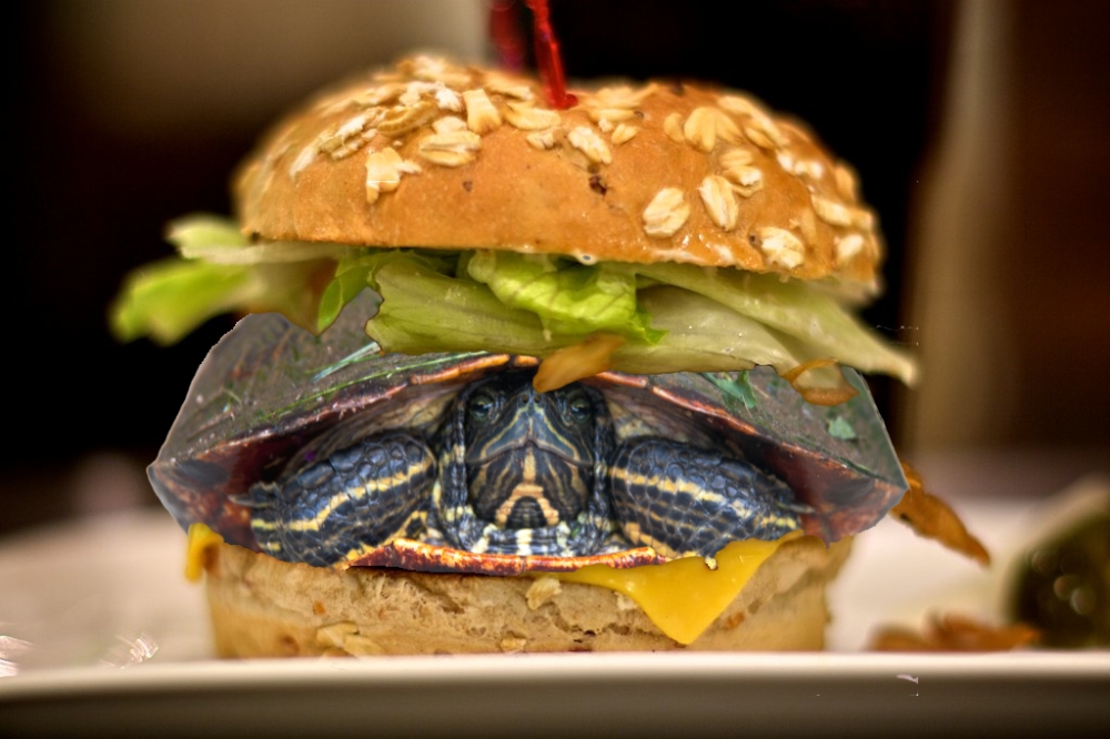 Disfrazó a su tortuga de hamburguesa para subirla al avión