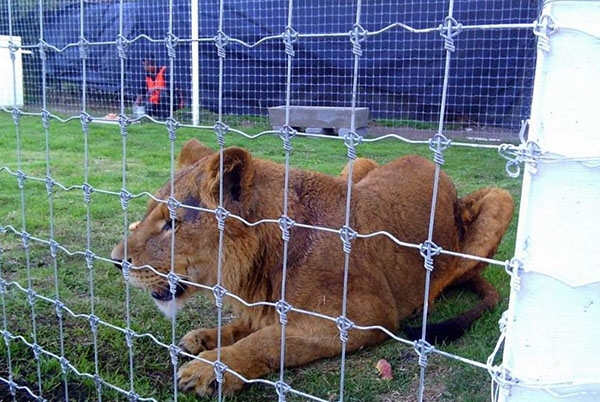 Profepa inicia traslado de animales del zoológico de Tehuacán