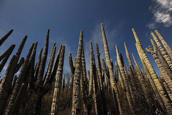 Valle de Tehuacán-Cuicatlán cumple dos años de su inscripción como Patrimonio Mundial
