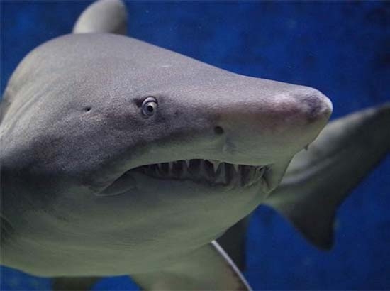Tiburón arranca el brazo a adolescente en Carolina del Norte