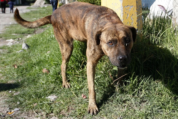Antirrábico de Amozoc entierra perros en fosa clandestina: vecinos y ONG’s