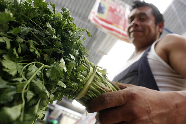 Cilantro de Puebla regresará a EU en dos meses, asegura Sagarpa