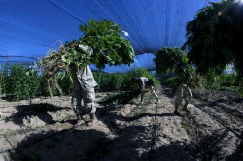 Las drogas, una amenaza para el medio ambiente