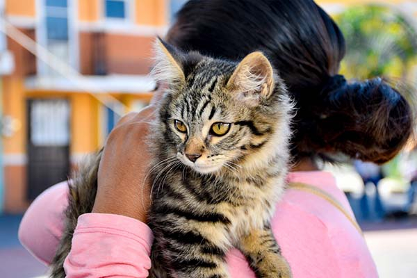 Arranca en Cuautlancingo MacroJornada de Esterilización gratuita para perros y gatos