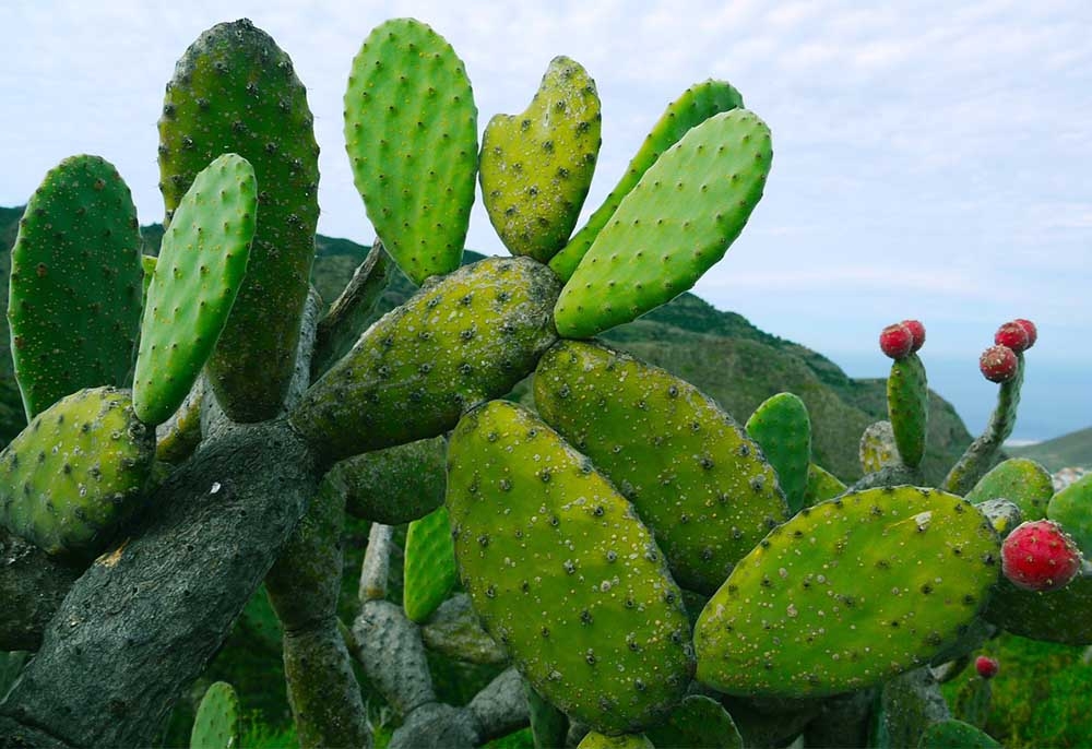 ¿Por qué el nopal será el alimento del futuro?