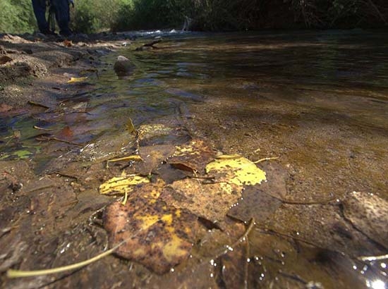 Río Sonora sigue teñido de cobre, a 22 días del derrame