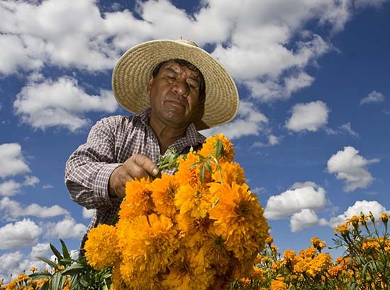 Puebla, primer productor de cempasúchil; 10 mil toneladas anuales