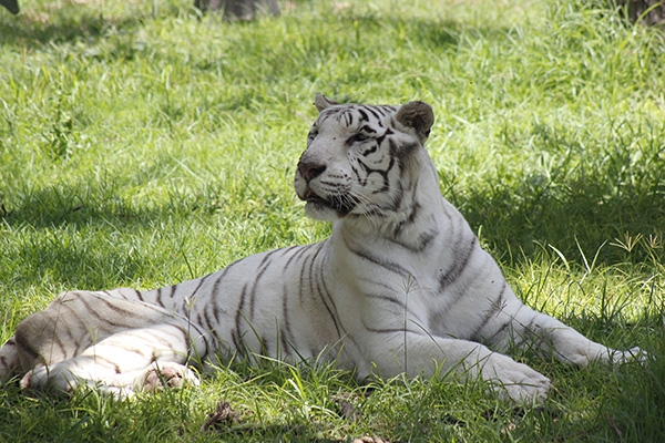 Africam Safari espera hasta 300 mil visitantes estas vacaciones