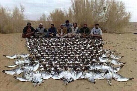 Príncipe saudí mata a 2 mil pájaros de especie en peligro de extinción