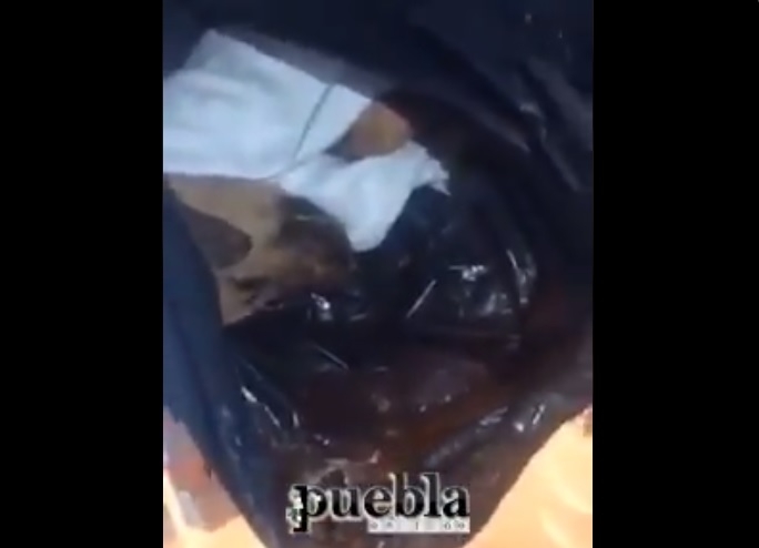 VIDEO: Mataba perros y los vendía como carne enchilada en Bosques de San Sebastián