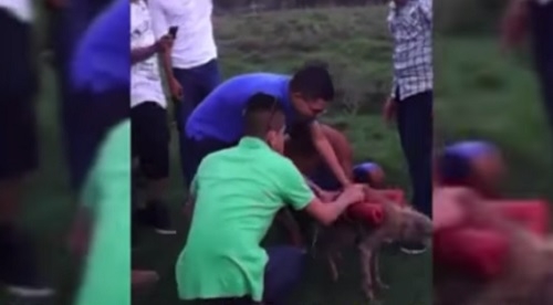 VIDEO: Matan a perro haciéndolo estallar con explosivos