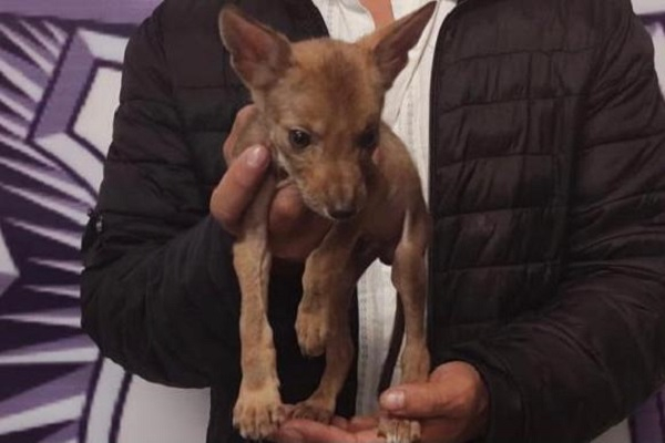Veinteañero es sorprendido por la policía cuando vendía un coyote en Cruz del Sur