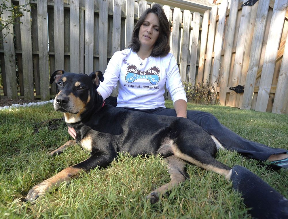 Conoce a Lazarus, perro que resuscitó tras recibir inyección letal