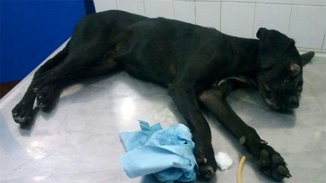 Violaron y sacaron los ojos a un perro en Yucatán