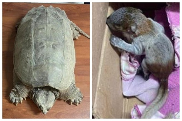Sujetos vendían animales silvestres por Facebook, son detenidos en Puebla