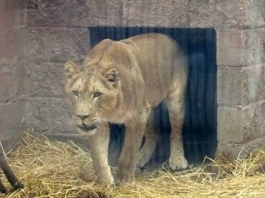 Animales rescatados en Puebla e Hidalgo viajan a santuario en Denver