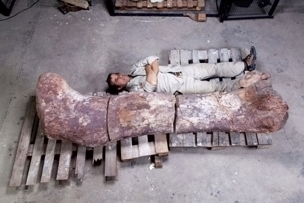 Descubren en Argentina restos del mayor dinosaurio del mundo