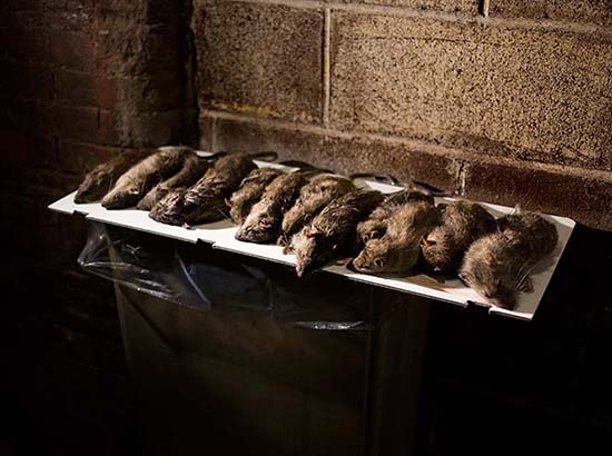 Nueva York pierde la guerra contra las ratas