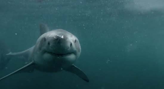 VIDEO: Graba encuentro con enorme tiburón blanco en Australia