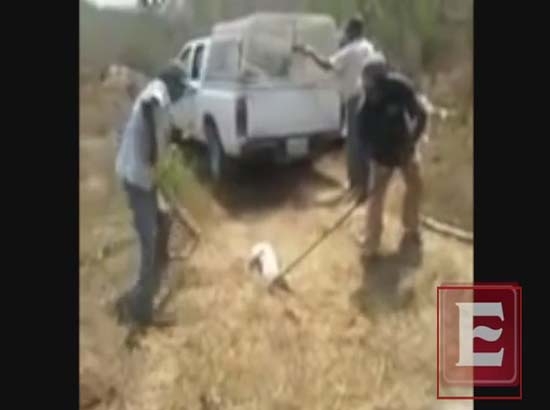 Conmociona video de matanza de perros a “garrotazos” en Huatulco