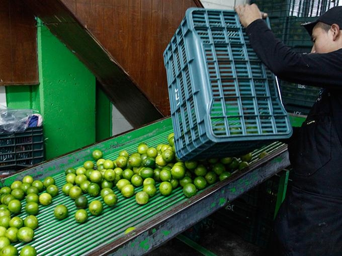 “Difícil” que limón regrese a 10 pesos el kilogramo: Agropecuarios