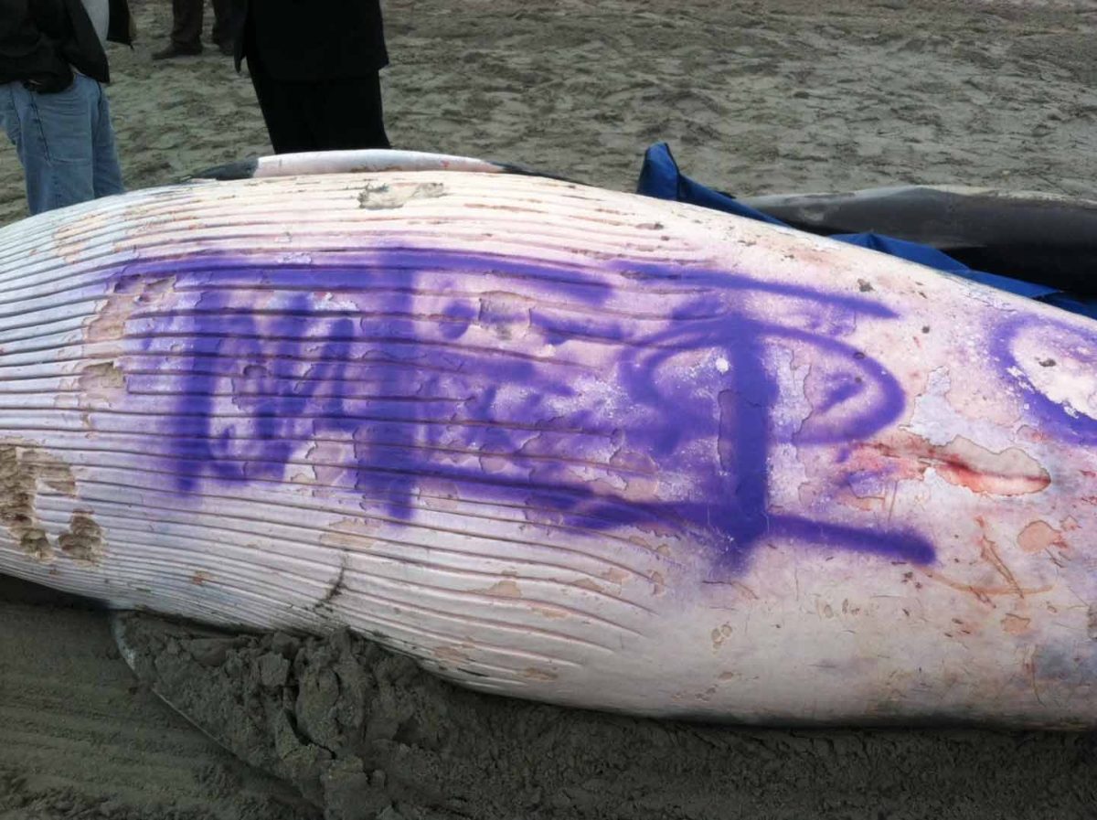 Grafitean ballena muerta en costas de New Jersey