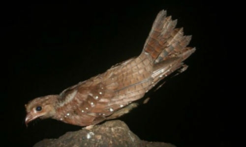 600 especies de aves se encuentran en peligro de extinción