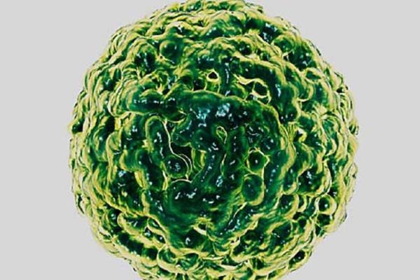 Norovirus, nueva amenaza para toda la humanidad