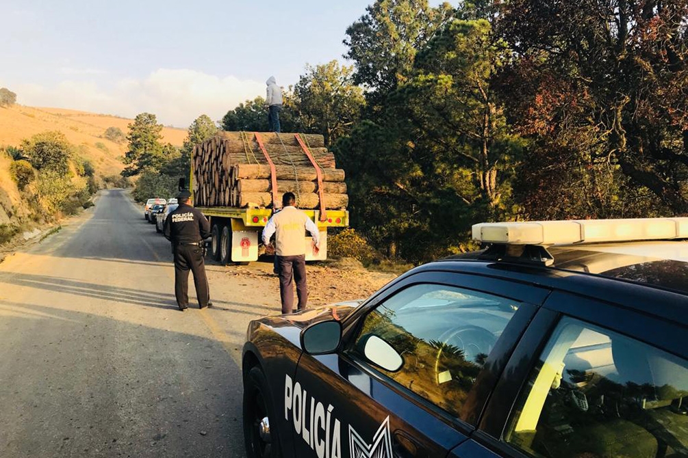 Profepa decomisa madera extraída del Pico de Orizaba en Puebla