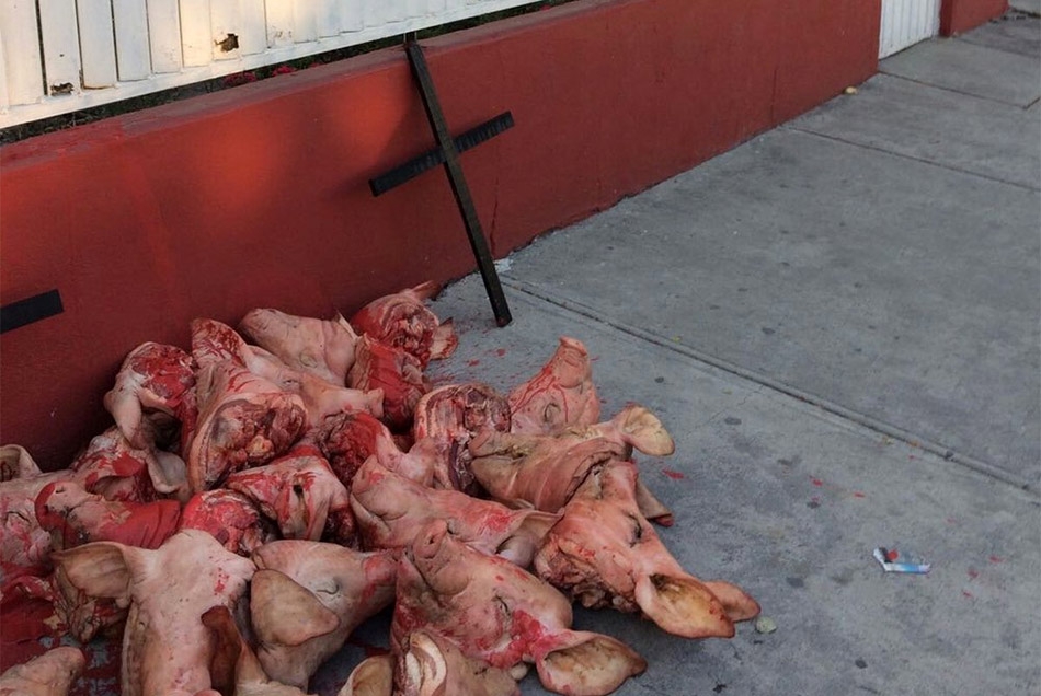 Arrojan cabezas de cerdo para intimidar a electores del Edomex