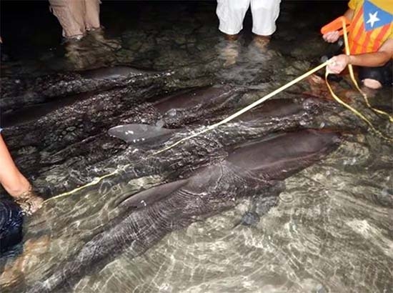 Profepa rescata a 11 delfines arrastrados por corrientes de Odile