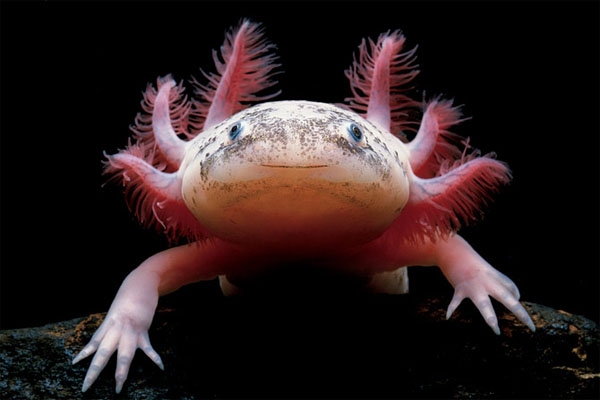 El ancestral axolote se extingue en las lagunas de Chignahuapan