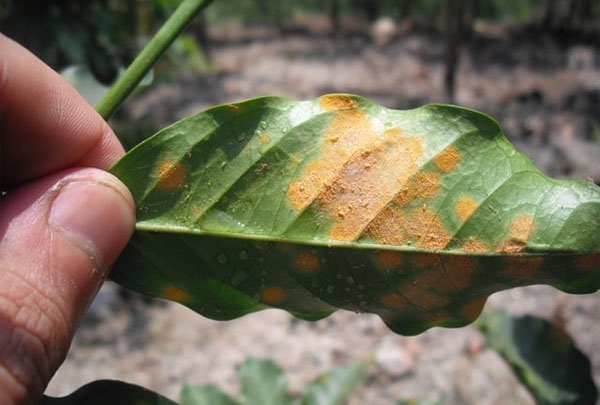 Alerta roja en Cuetzalan y Tepatlán por epidemia de roya del café
