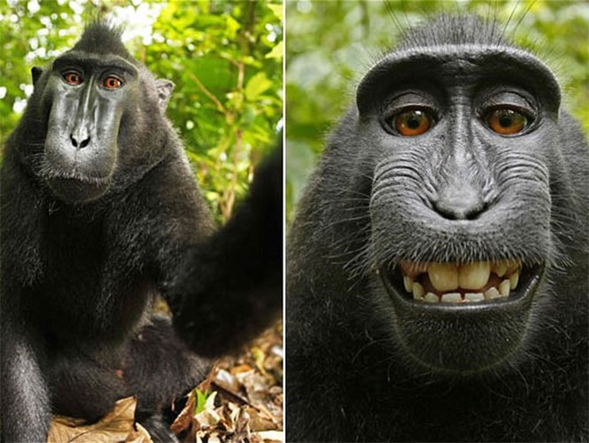 Selfie captada por mono desató polémica por derechos de autor