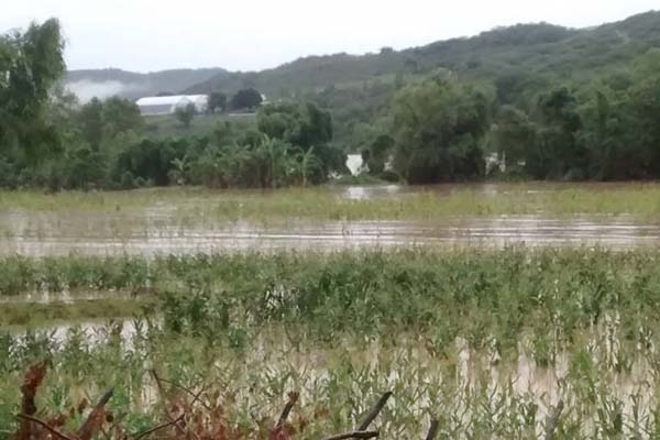 Unas 350 hectáreas de cultivo dañadas por desbordamiento de río Mixteco