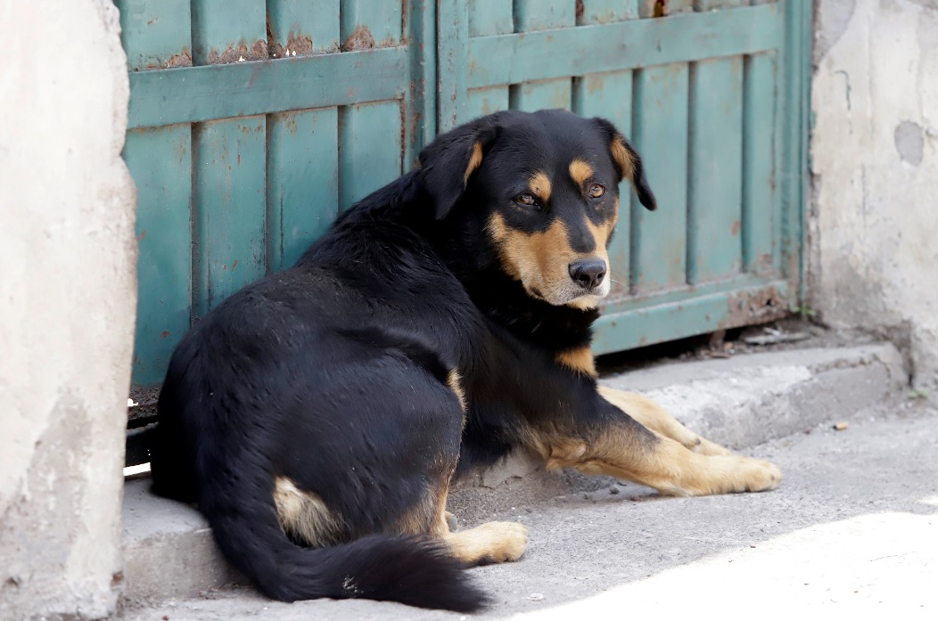 Aplican primera multa de 14 mil pesos por crueldad animal en Puebla
