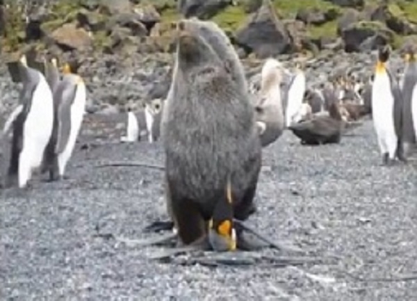 VIDEO: Captan a focas teniendo sexo con pingüinos