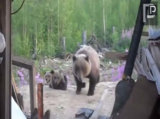 VIDEO: Graba últimos minutos de su vida antes de ser atacado por osa