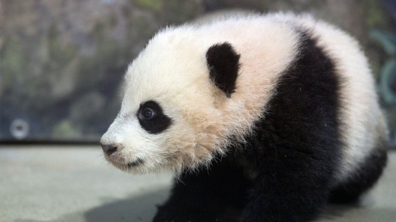 Brasil 2014: Pandas predecirán quien ganará en el Mundial