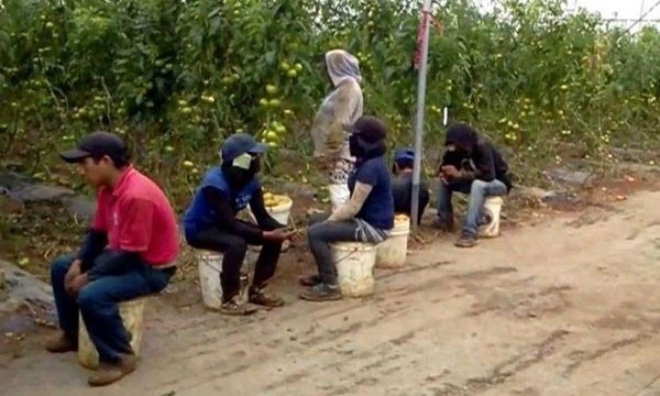 Al descubierto, campos de concentración de jornaleros en Coahuila