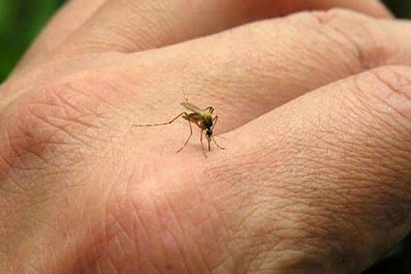 Ayotoxco registra al menos dos muertes por brote de dengue