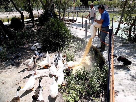 Gobierno de Puebla dota de alimento a las mil 200 especies del Aviario